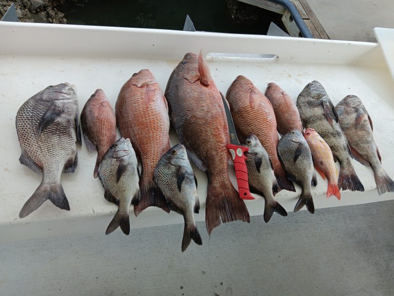 a variety of saltwater fish on a boat in new smyrna beach, fl