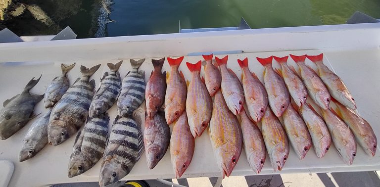 a variety of saltwater fish sheepshead and snapper